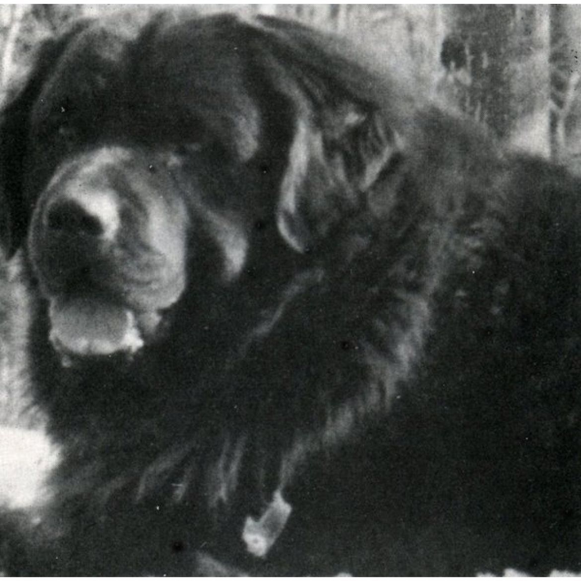 T Allison Acres Mocha Fudge (24-09-1991)